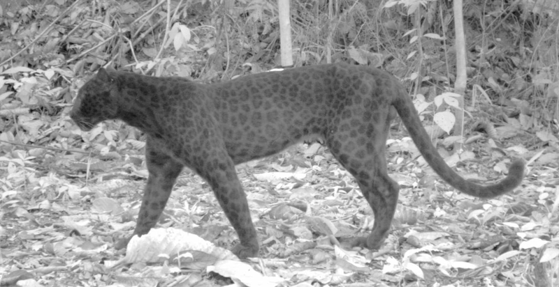 Illustration for article titled Scientists Do a Simple Camera Hack And Reveal "Black" Leopards' Spots